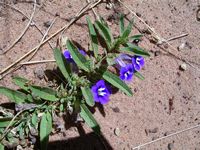 Aptosumum decumbens-t.JPG